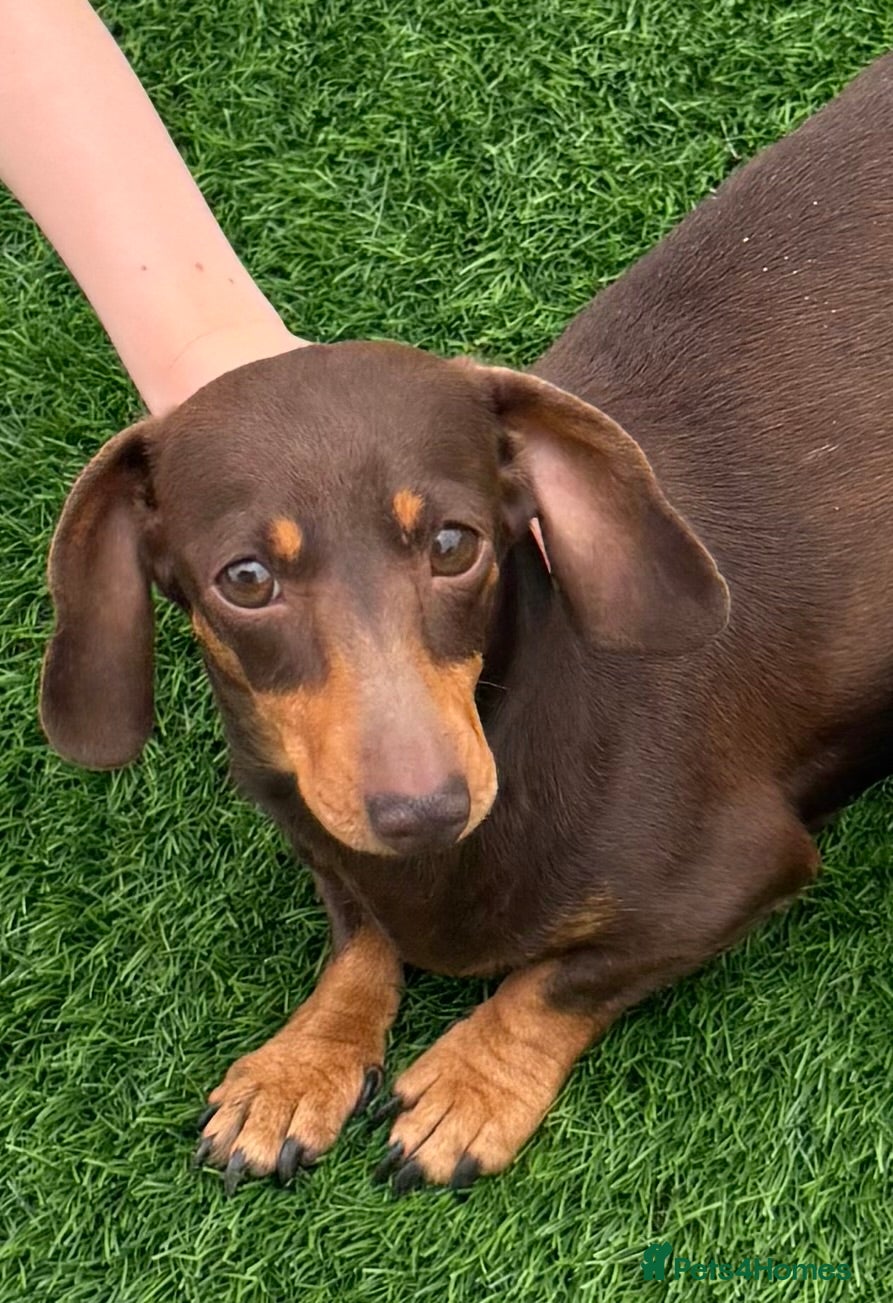 Miniature Dachshund dogs Choc and tan miniature dachshund female  - Advert 1