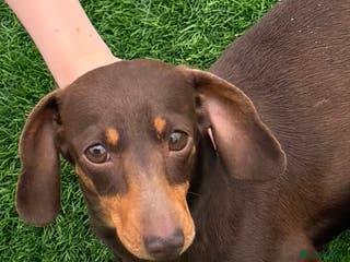 Miniature Dachshund dogs Choc and tan miniature dachshund female - Advert 1