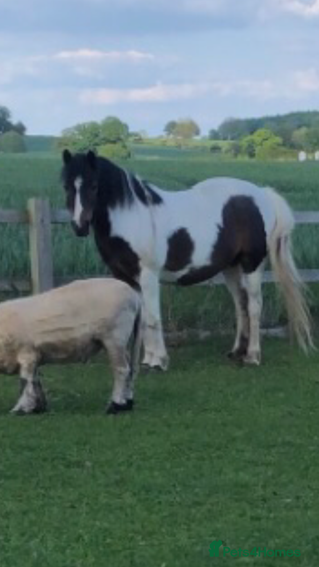 Other Breed horses for sale: 12hh mare mountain pony for sale  - Image 2