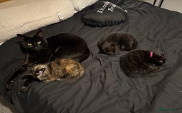 Mixed Breed cats for sale: 2 male and 2 females looking for fur ever homes  - Image 6