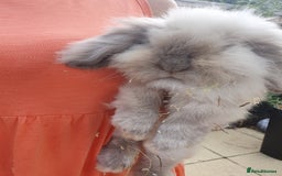 Mini Lion Lop rabbits for sale: Teddy lionlop - Image 2