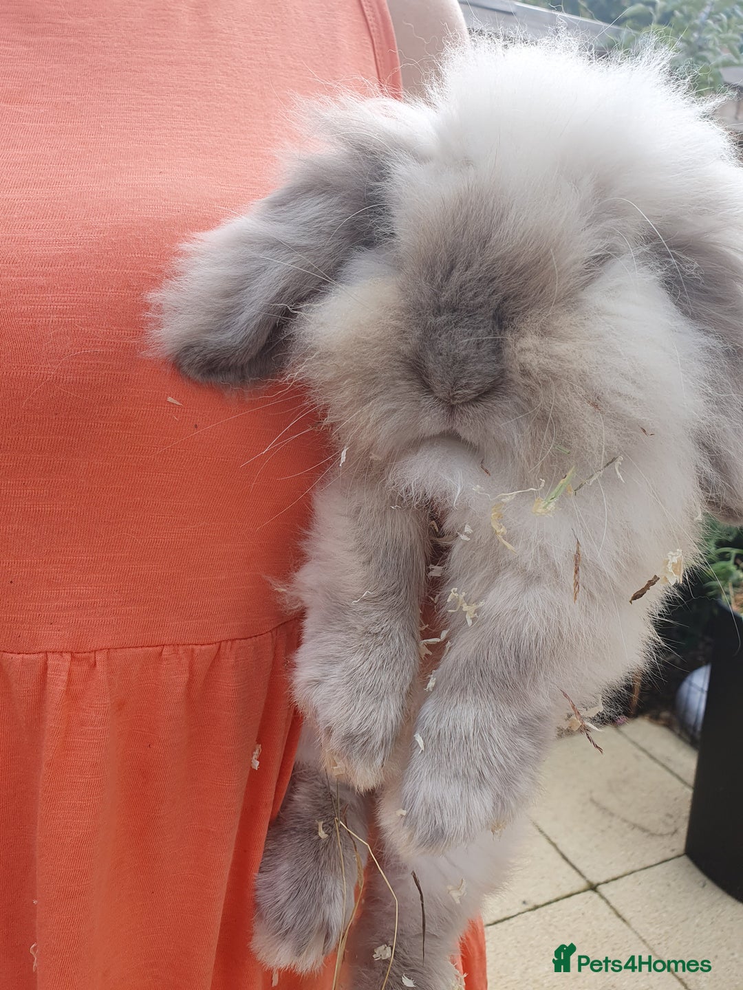 Mini Lion Lop rabbits for sale: Teddy lionlop - Image 2