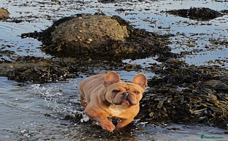 French Bulldog dogs - Advert 5
