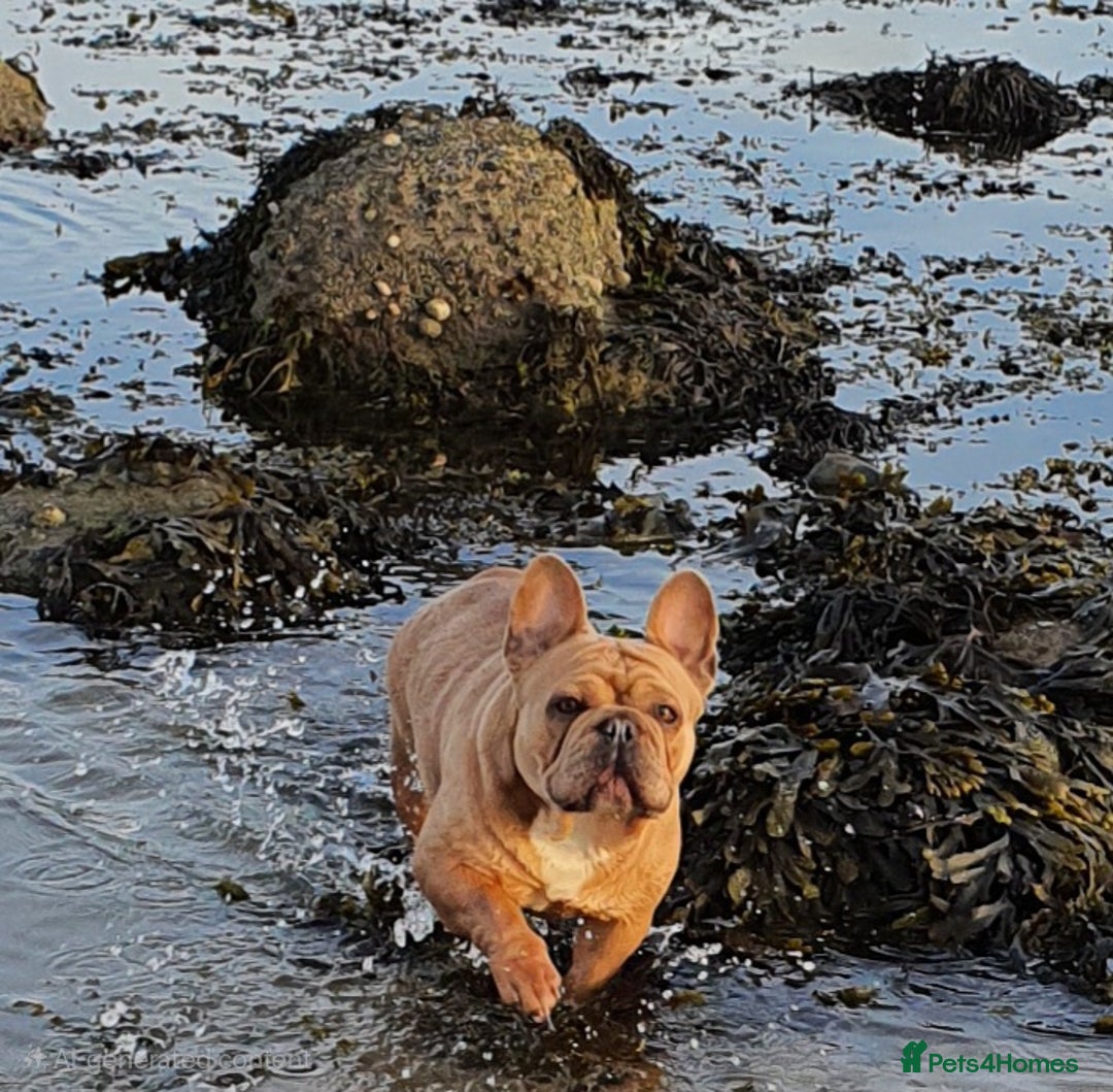 French Bulldog dogs for sale: French bulldog girl - Image 1