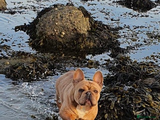 French Bulldog dogs - Advert 23