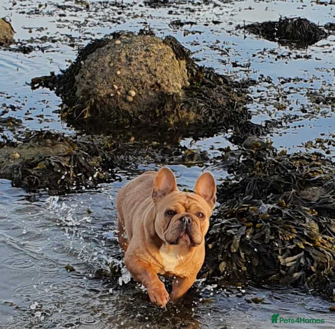 French Bulldog dogs for sale: French bulldog girl - Advert 2