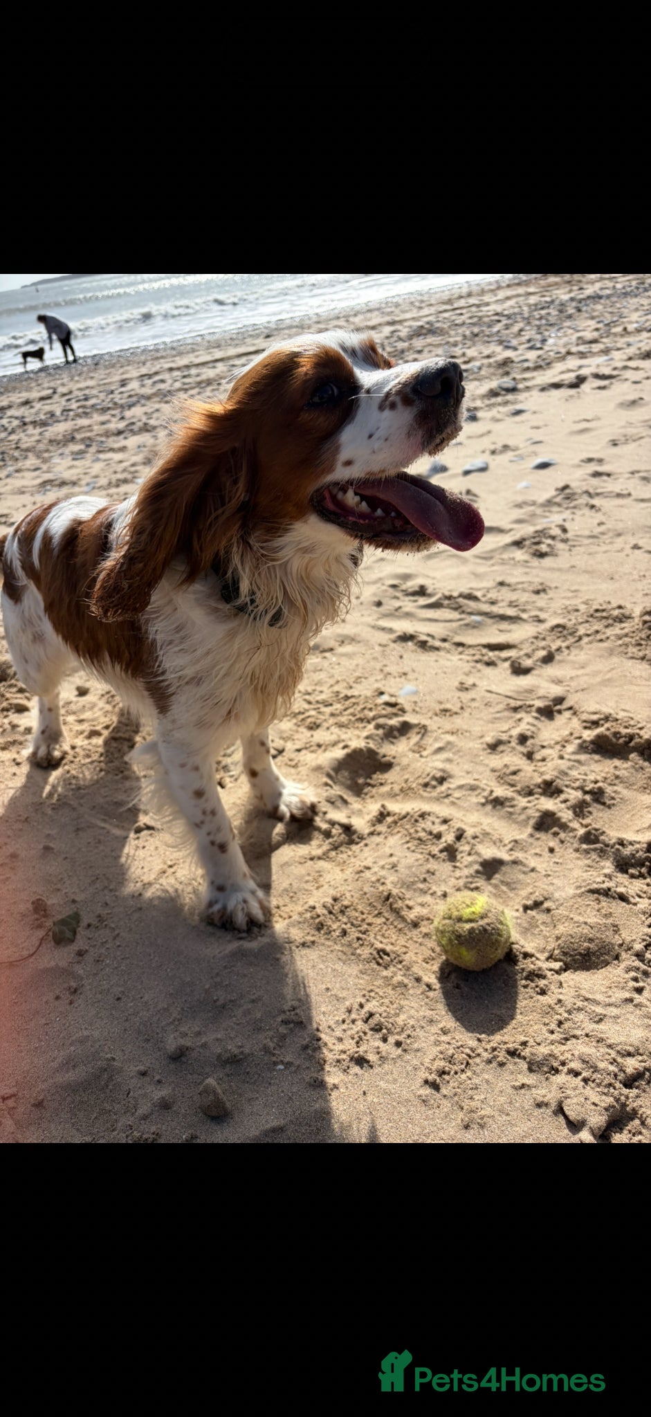 Mixed Breed dogs Arlo  - Advert 3