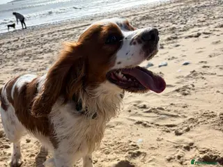 Mixed Breed dogs Arlo - Advert 3