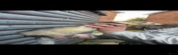 Ferret rodents for sale: NEEDS NEW Homes  - Advert 4