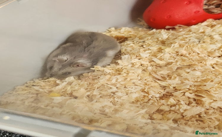 Hamster rodents - Advert 1