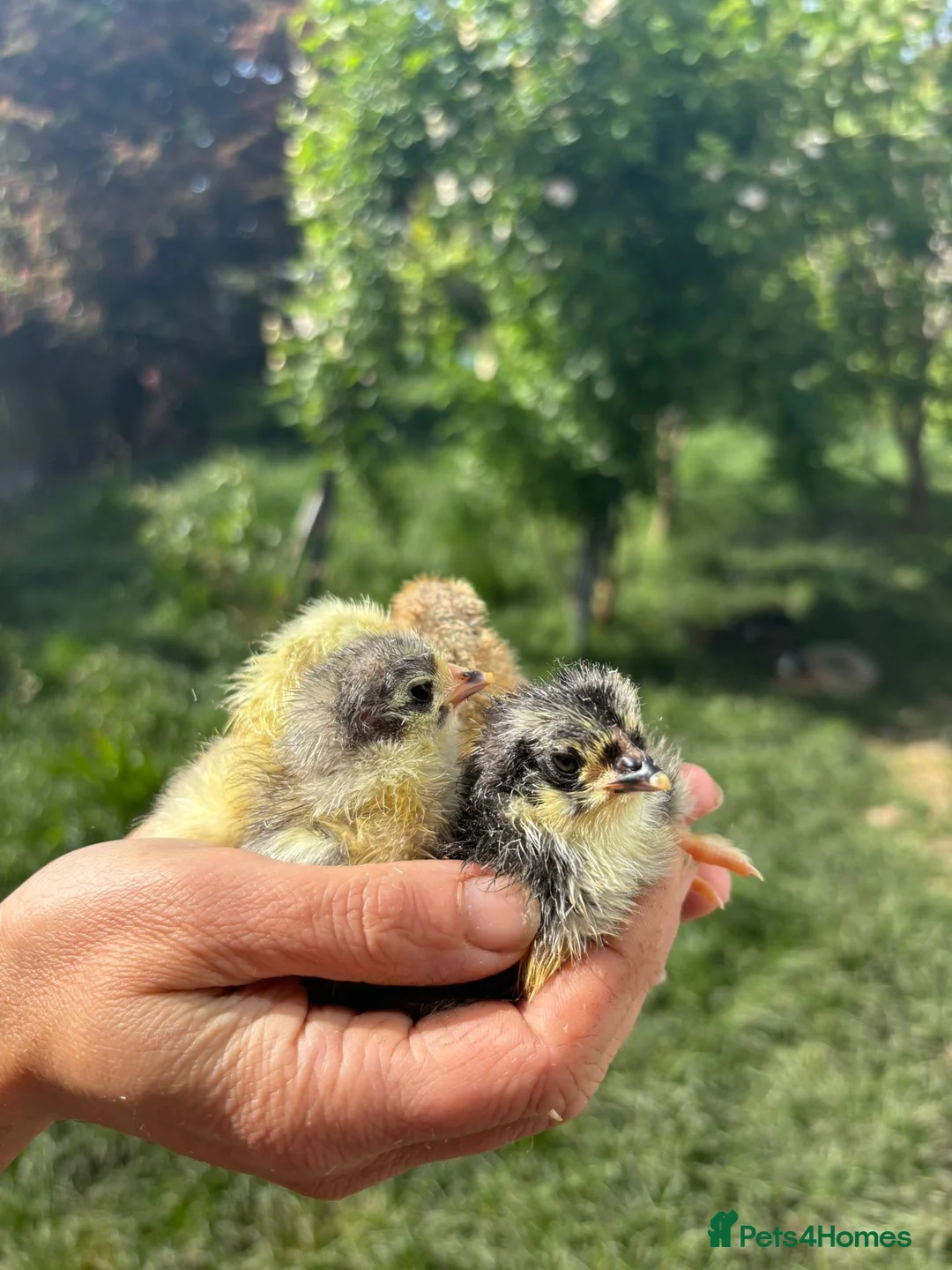 Chickens poultry for sale:  Day‑Old Chicks different pure breeds - Advert 1