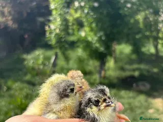 Chickens poultry Day‑Old Chicks different pure breeds - Advert 13