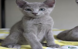 Russian Blue cats for sale: Russian Blue - last boy available  - Image 3