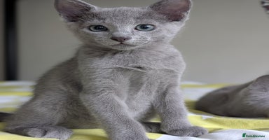 Russian Blue cats - Advert 2