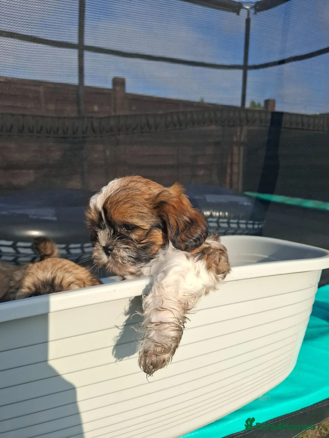 Shih Tzu dogs for sale:  Stunning Shizu pups for sale gravesend kent - Advert 22