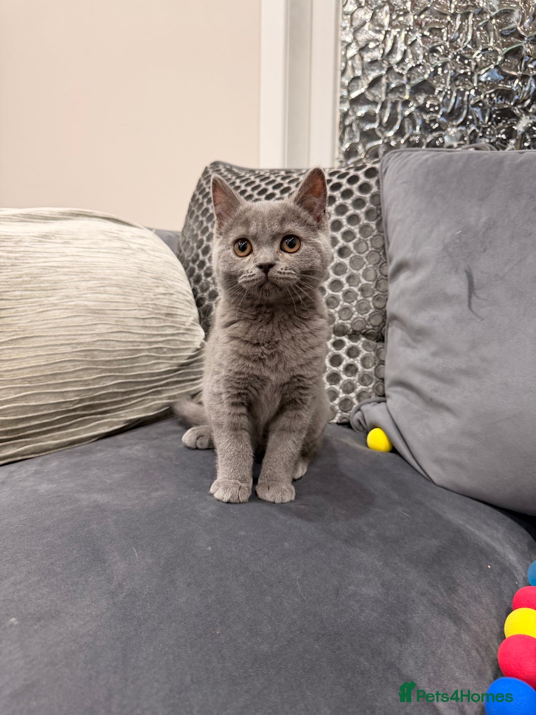 British Shorthair cats for sale: British Shorthair kittens and Mum for sale - Image 24