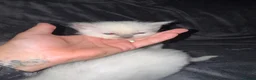 Ragdoll cats for sale: Ragdoll kittens - Advert 14