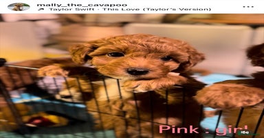 Cavapoo dogs - Advert 1