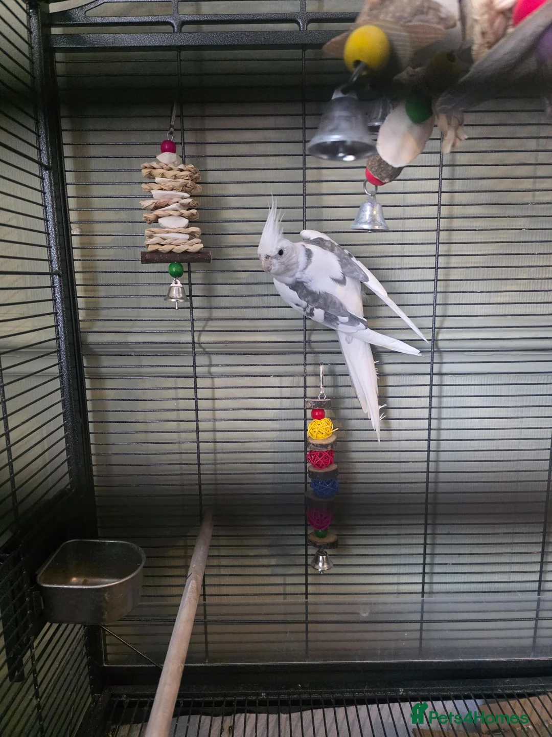 Cockatiels birds for sale: 5-6 month old cockatiel white and grey  - Advert 4