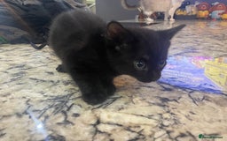 British Shorthair cats for sale: 2 Gorgous Black Kittens 1 Male 1 Female - Image 6