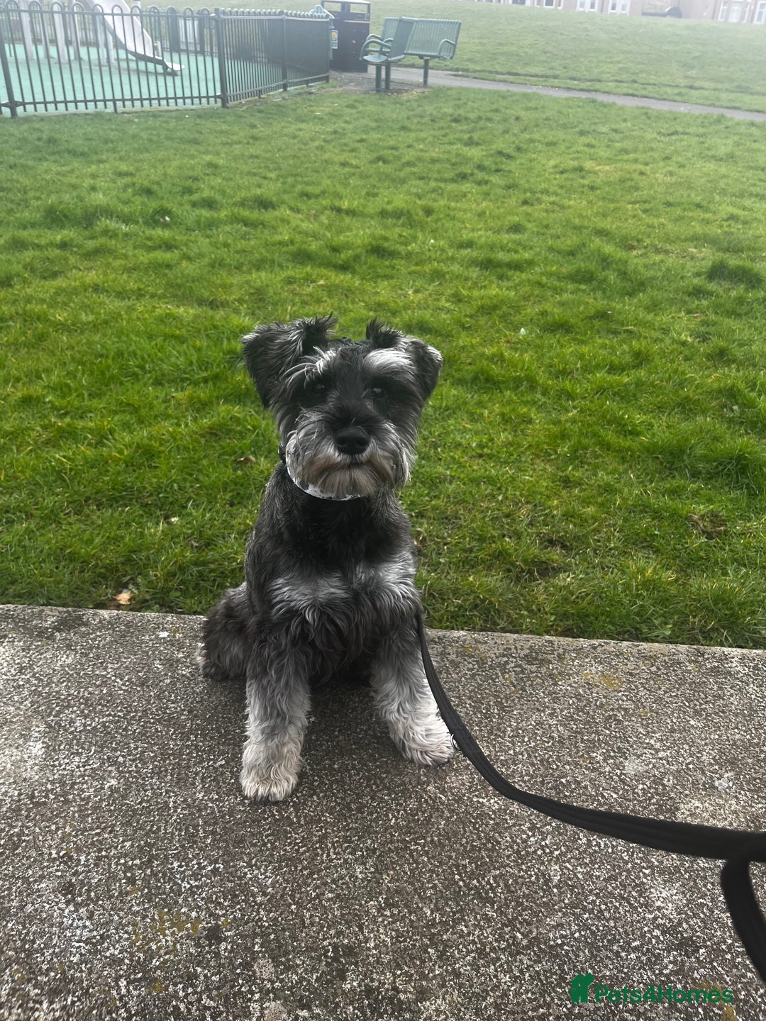 Miniature Schnauzer dogs for stud: Beautiful miniature schnauzer  - Advert 4