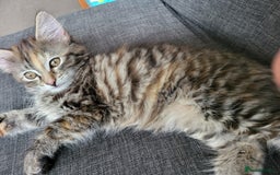 Mixed Breed cats for sale: Last one!!! - Image 5