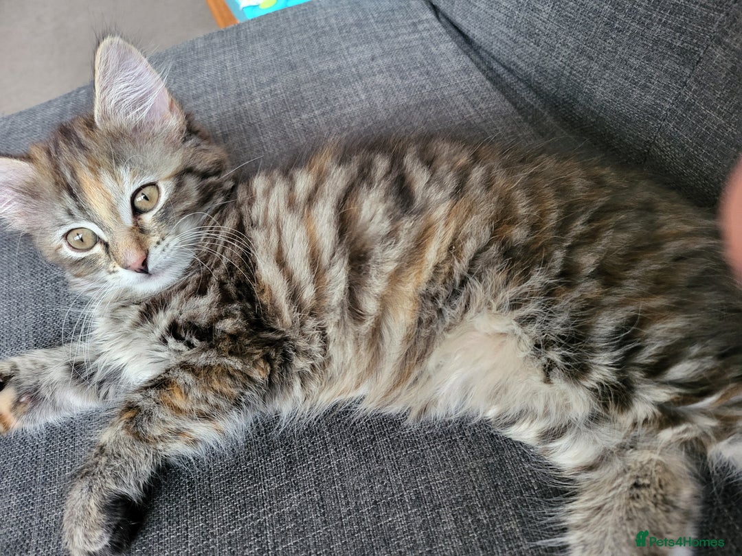 Mixed Breed cats for sale: Last one!!! - Image 5