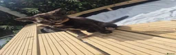 Mixed Breed cats for sale: Bengal/maine coon mixed breed  - Advert 3