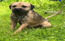 Border Terrier dogs for stud: Border Terrier dog in Bradford - Image 1