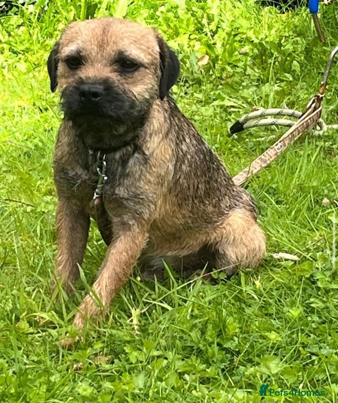 Border Terrier dogs for stud: Border Terrier dog in Bradford - Image 1