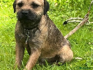 Border Terrier dogs in Bradford - Advert 1