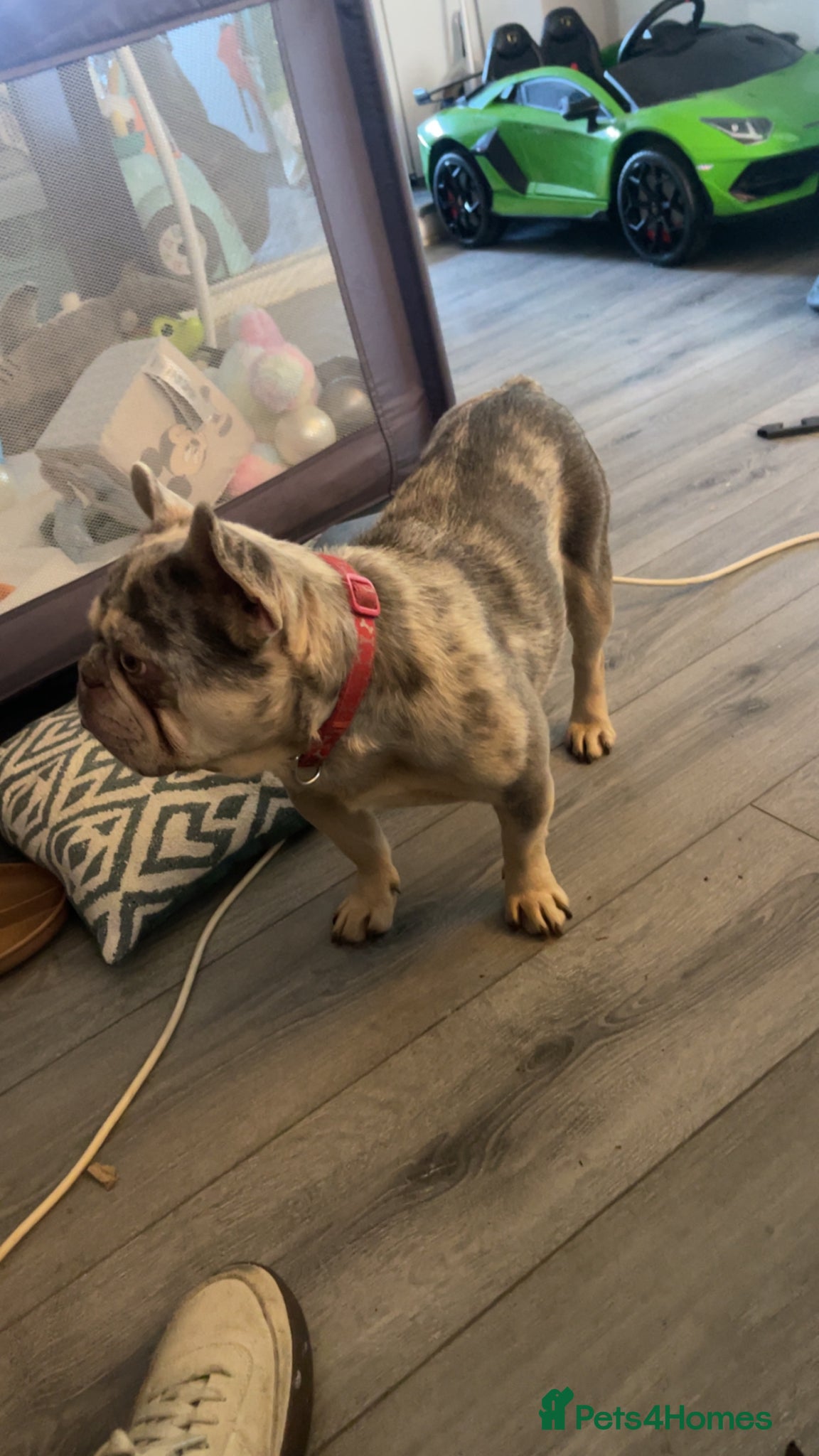French Bulldog dogs French bulldog - Advert 2