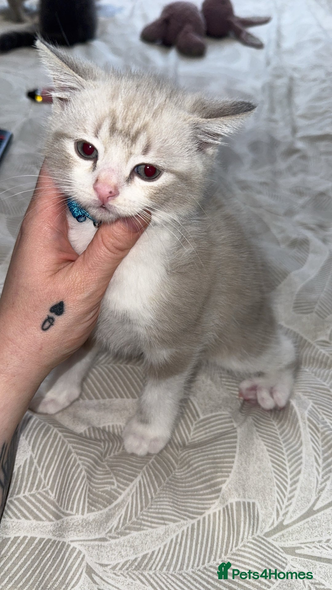 Mixed Breed cats for sale: Beautiful mix breed kittens - Image 31