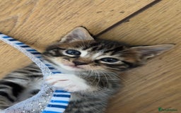 Bengal cats for sale: Half bengal kittens looking for their forever home - Image 6