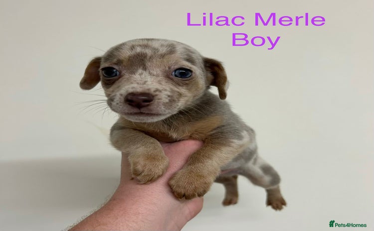 Jack Russell dogs - Advert 2