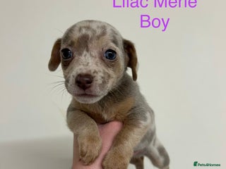 Jack Russell dogs 🌈 Jack Russells 🌈 - Advert 5