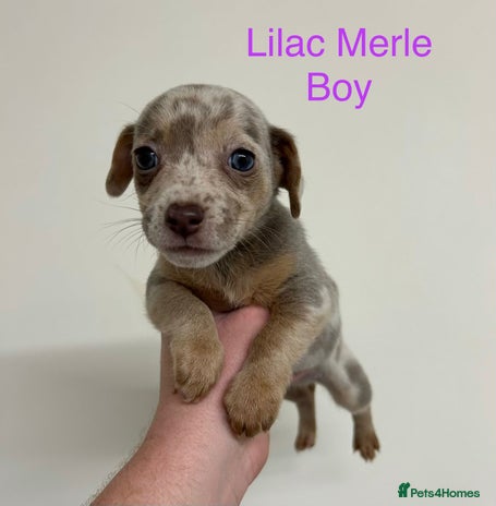 Jack Russell dogs - Advert 2