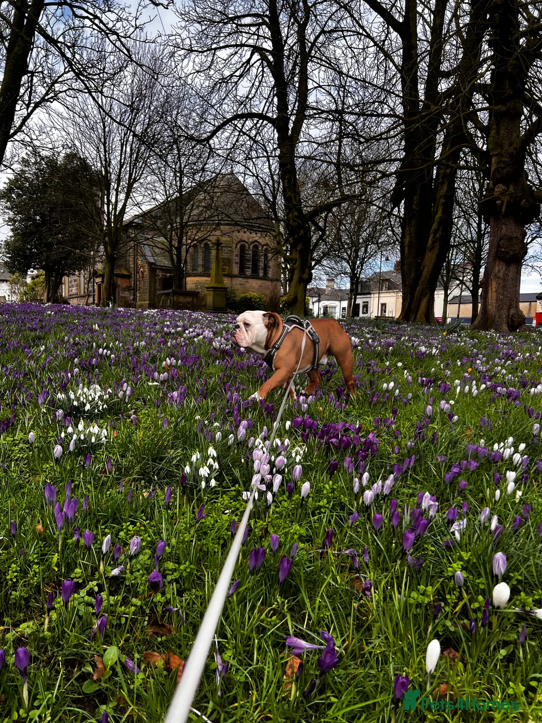 English Bulldog dogs for stud: Available for stud in Poulton-le-Fylde - Advert 2