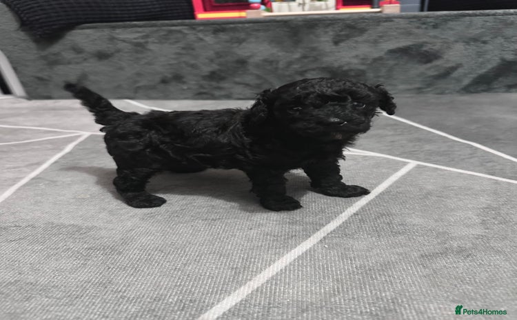 Toy Poodle dogs - Advert 1