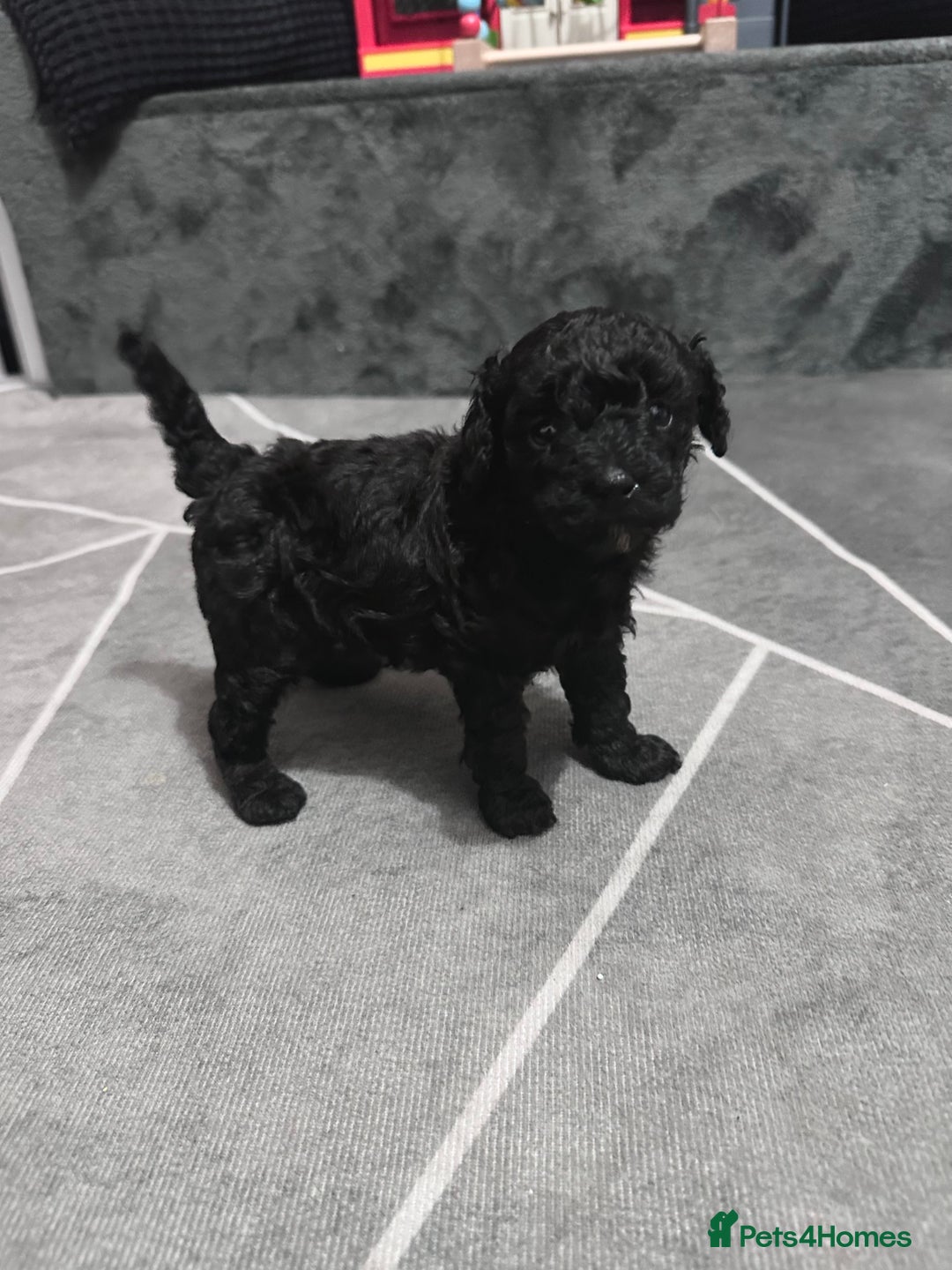 Toy Poodle dogs for sale: Toy Poodle x1 Girl Pup  - Image 1