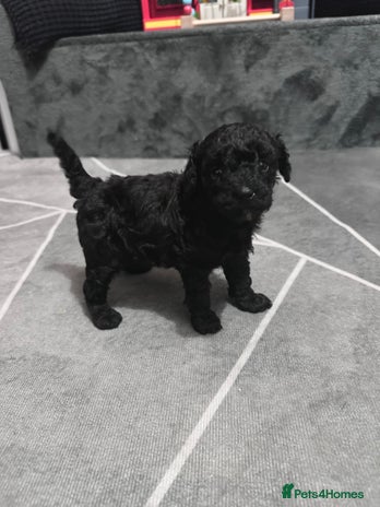 Toy Poodle dogs - Advert 5