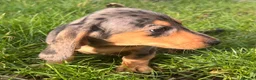 Dachshund dogs for sale: Lovely mini Dachshund puppies  - Advert 12