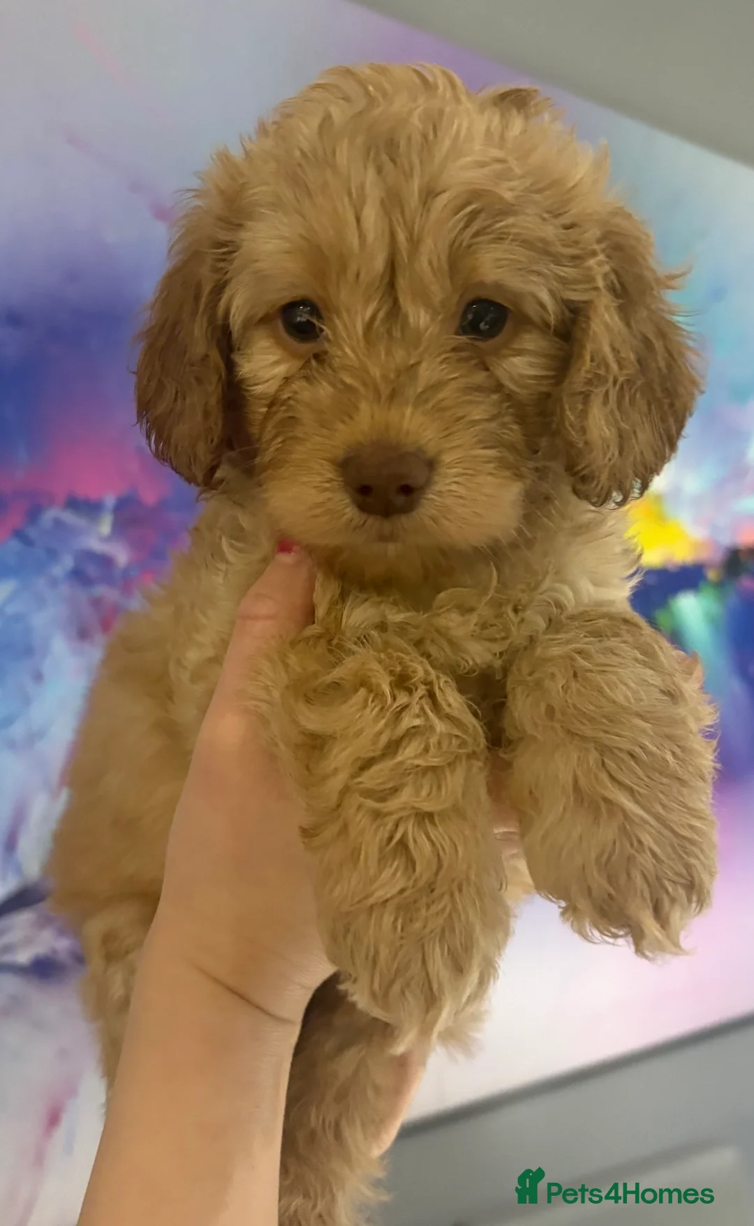 Cockapoo dogs for sale: 2 female cockapoo puppies 6 weeks - Advert 2