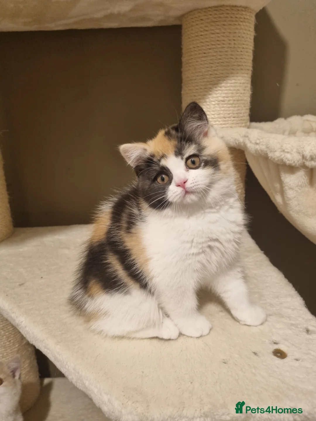 British Shorthair cats for sale: World class British Shorthair & Longhair kittens - Advert 6