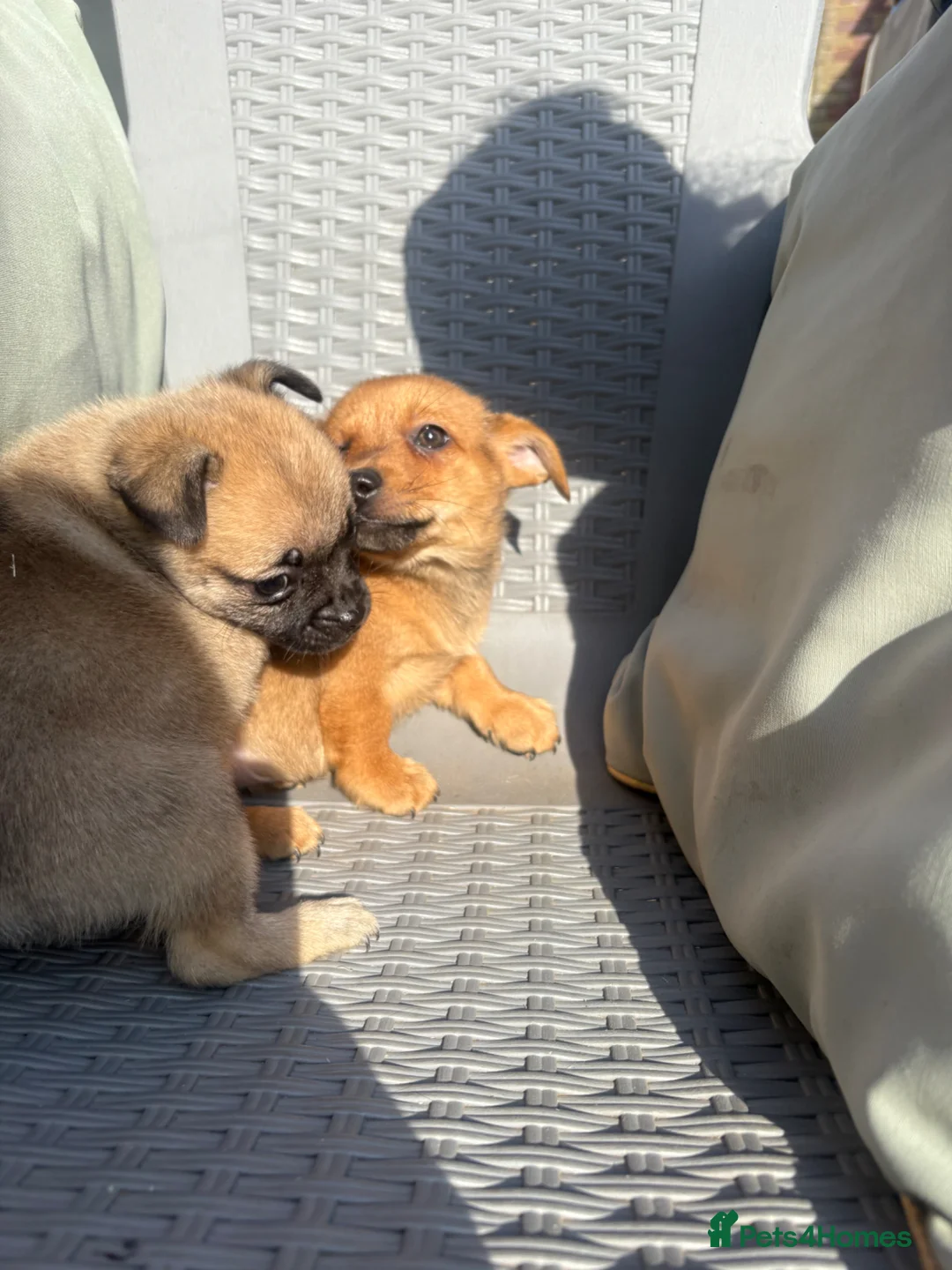 Mixed Breed dogs for sale: Lovely puggapom - Advert 6