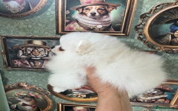 Pomeranian dogs for sale: Amazing Pom Puppies from Five Star breeder.  - Image 6