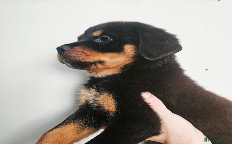 Rottweiler dogs - Advert 4
