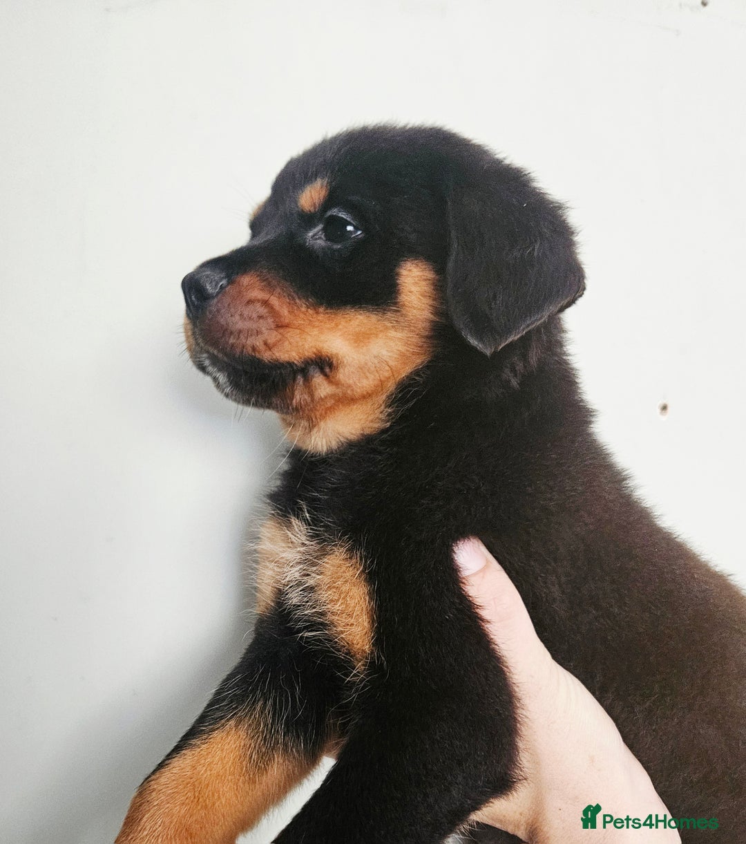 Rottweiler dogs for sale: READY NOW- Beautiful Rottweiler Puppies - Image 1