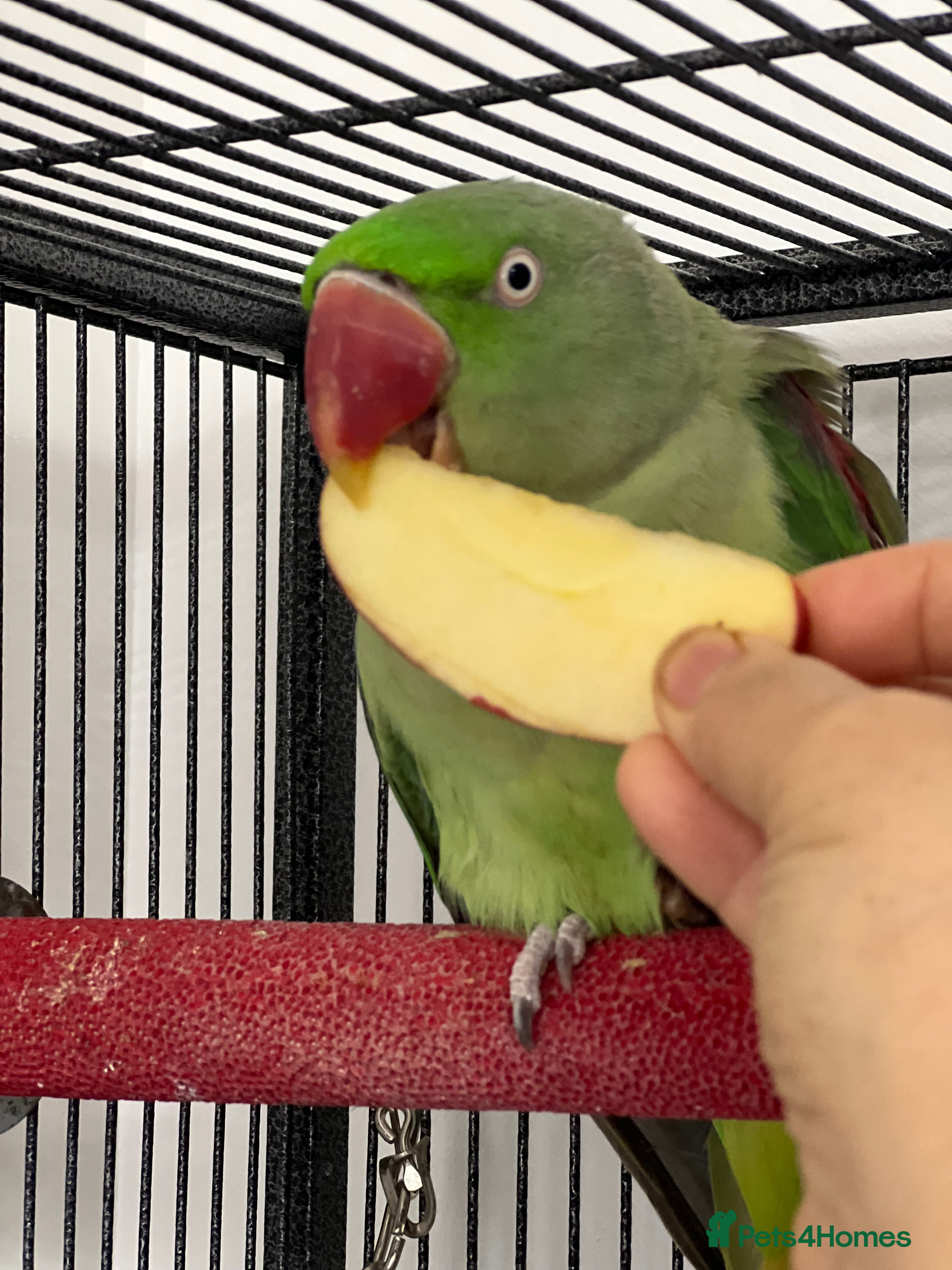 Parakeets birds Alexandra parrot - Advert 3