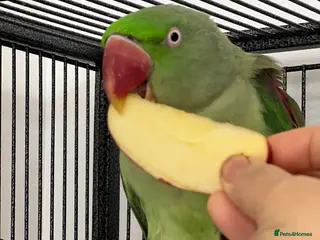 Parakeets birds Alexandra parrot - Advert 3